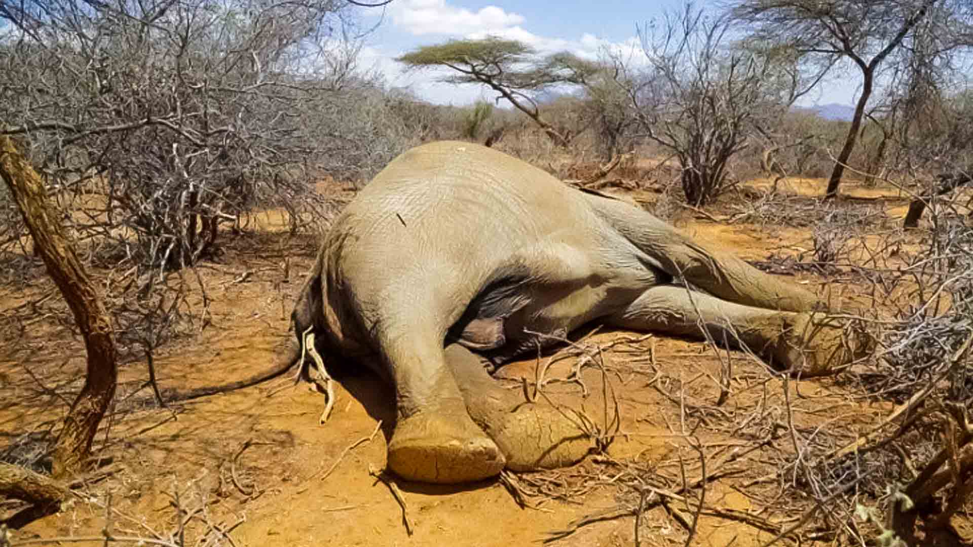 Kenya suffers a drought that results in hundreds of elephants and ...